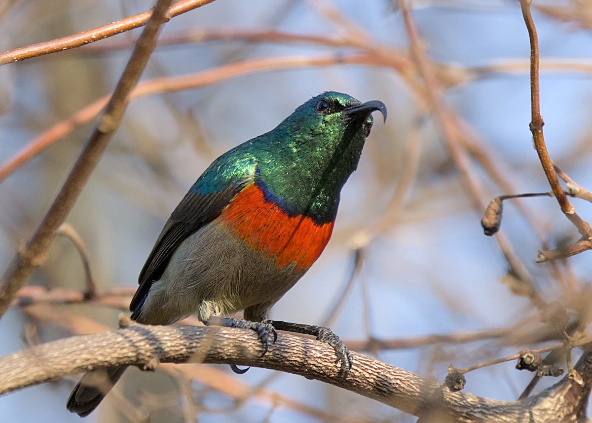 Greater Double-collared Sunbird - ML646486222