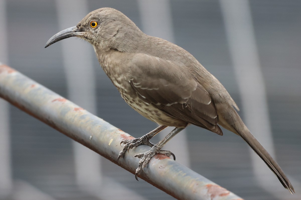 マルハシツグミモドキ - ML646486226