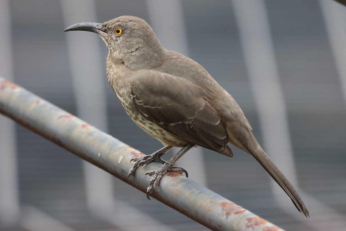 マルハシツグミモドキ - ML646486227