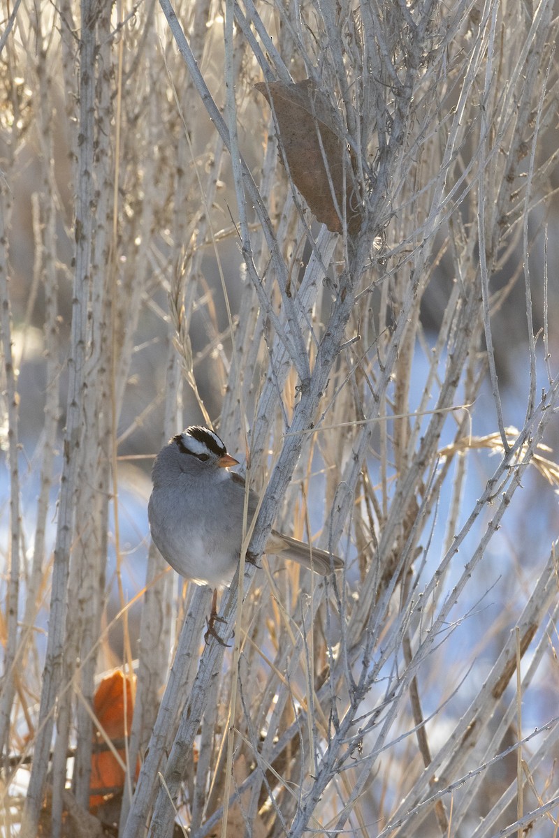 White-crowned Sparrow - ML646486228