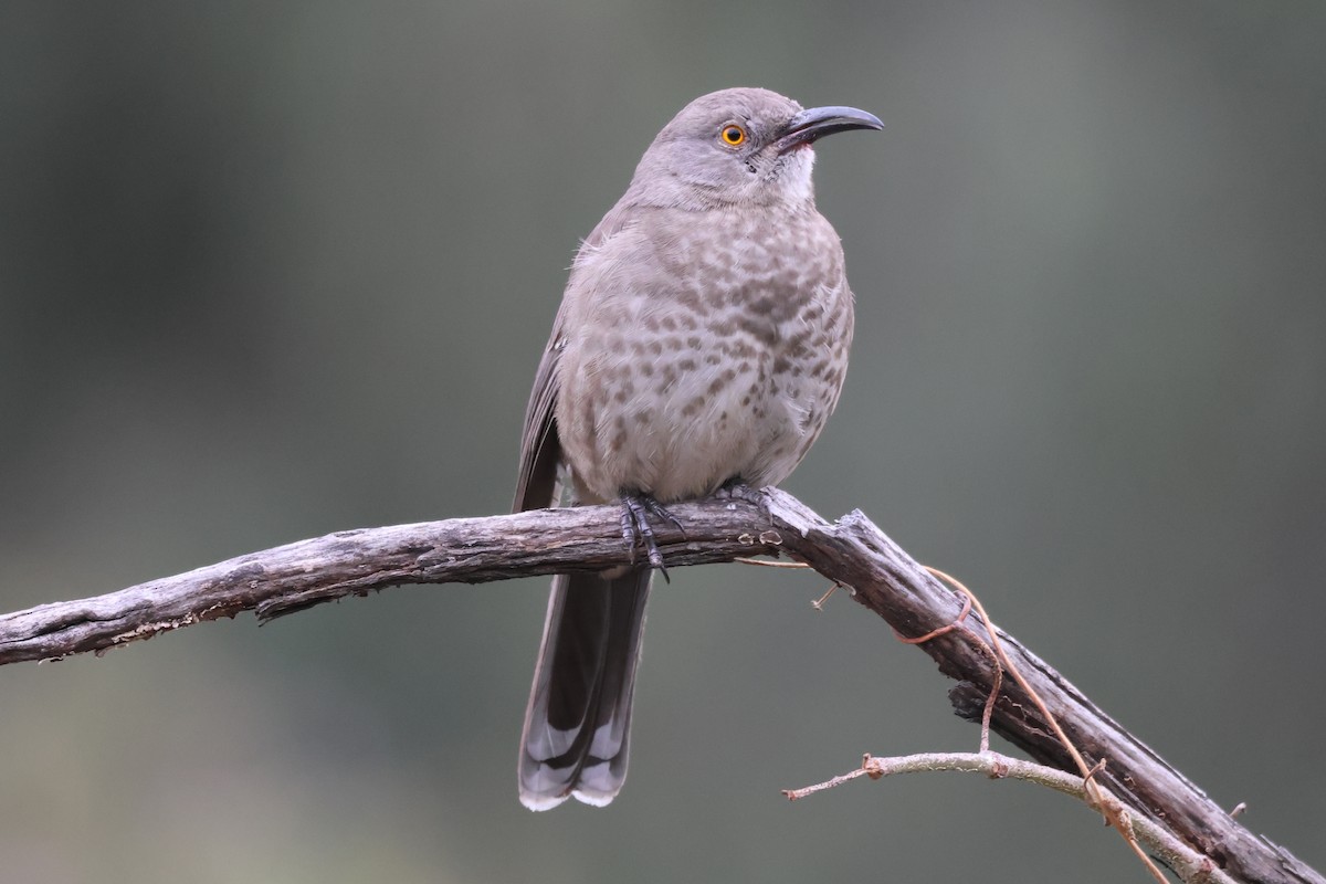 マルハシツグミモドキ - ML646486229