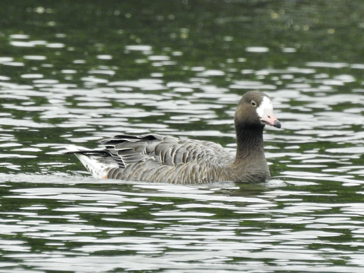 Anser sp. - ML646486230