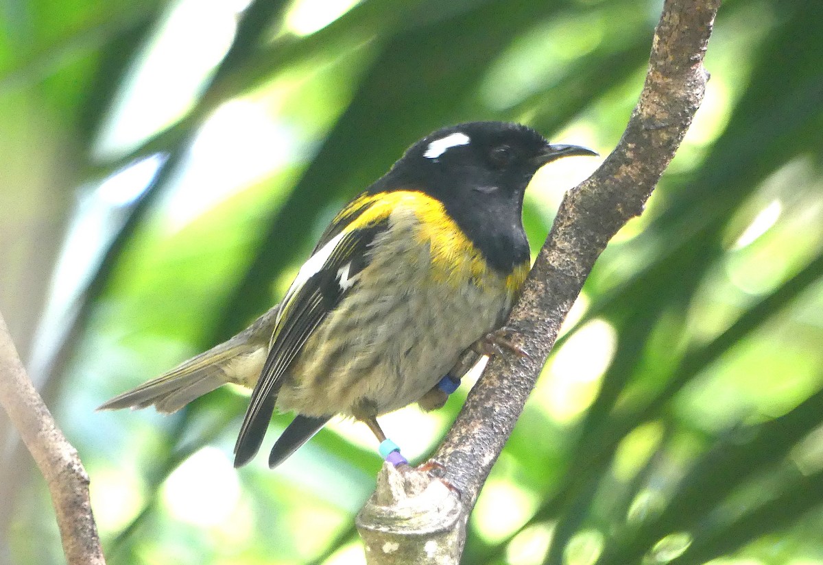 Stitchbird - ML646486236