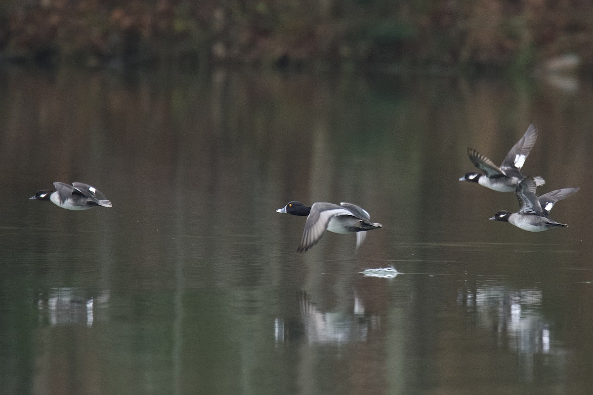 Ring-necked Duck - ML646486245