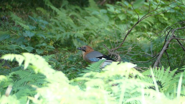 Eurasian Jay - ML646486246
