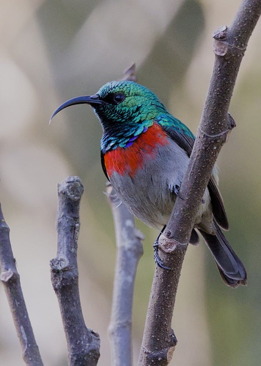 Southern Double-collared Sunbird - ML646486247