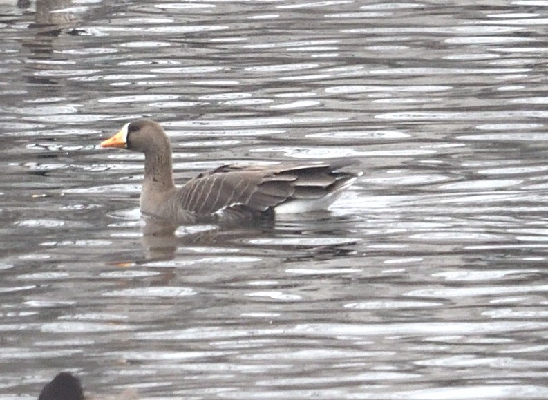 Greater White-fronted Goose - ML646486254
