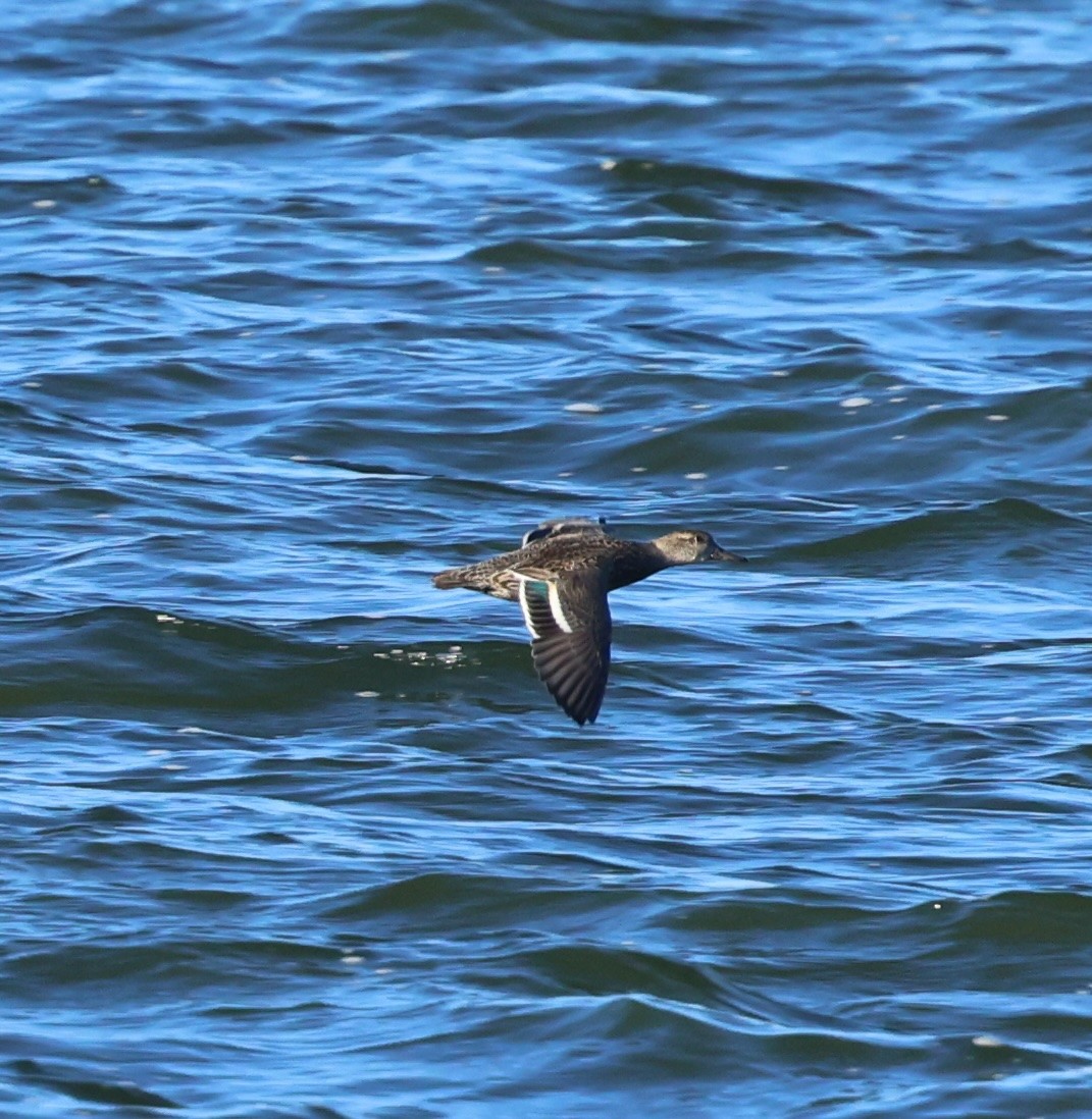 שרשיר - ML646486255