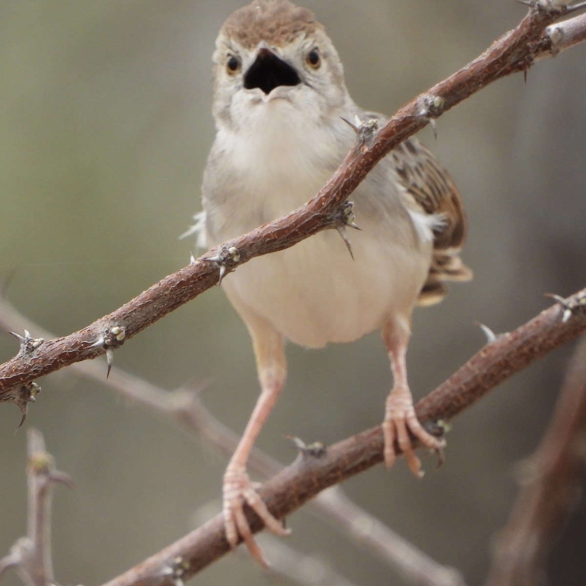 Rotscheitel-Zistensänger - ML646486259