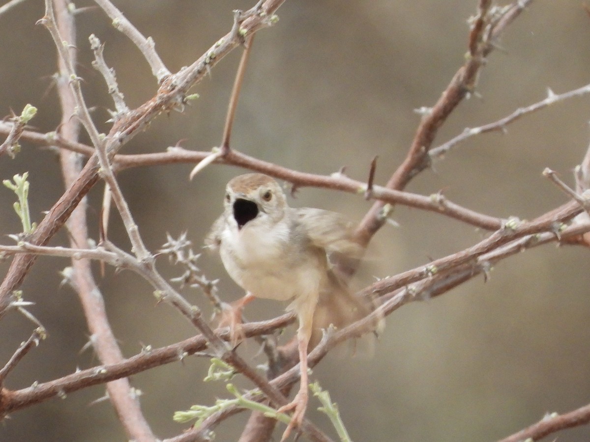 Rotscheitel-Zistensänger - ML646486260