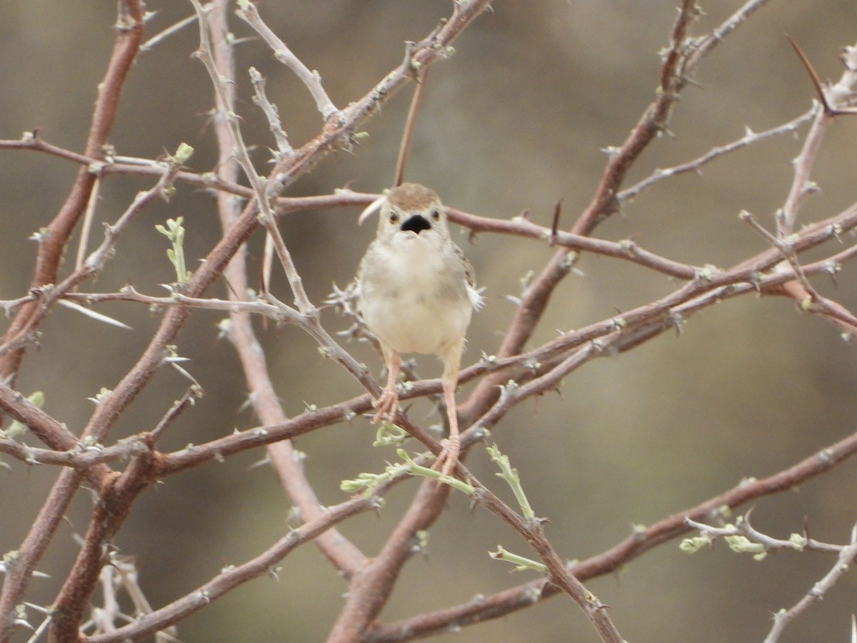 Rotscheitel-Zistensänger - ML646486261