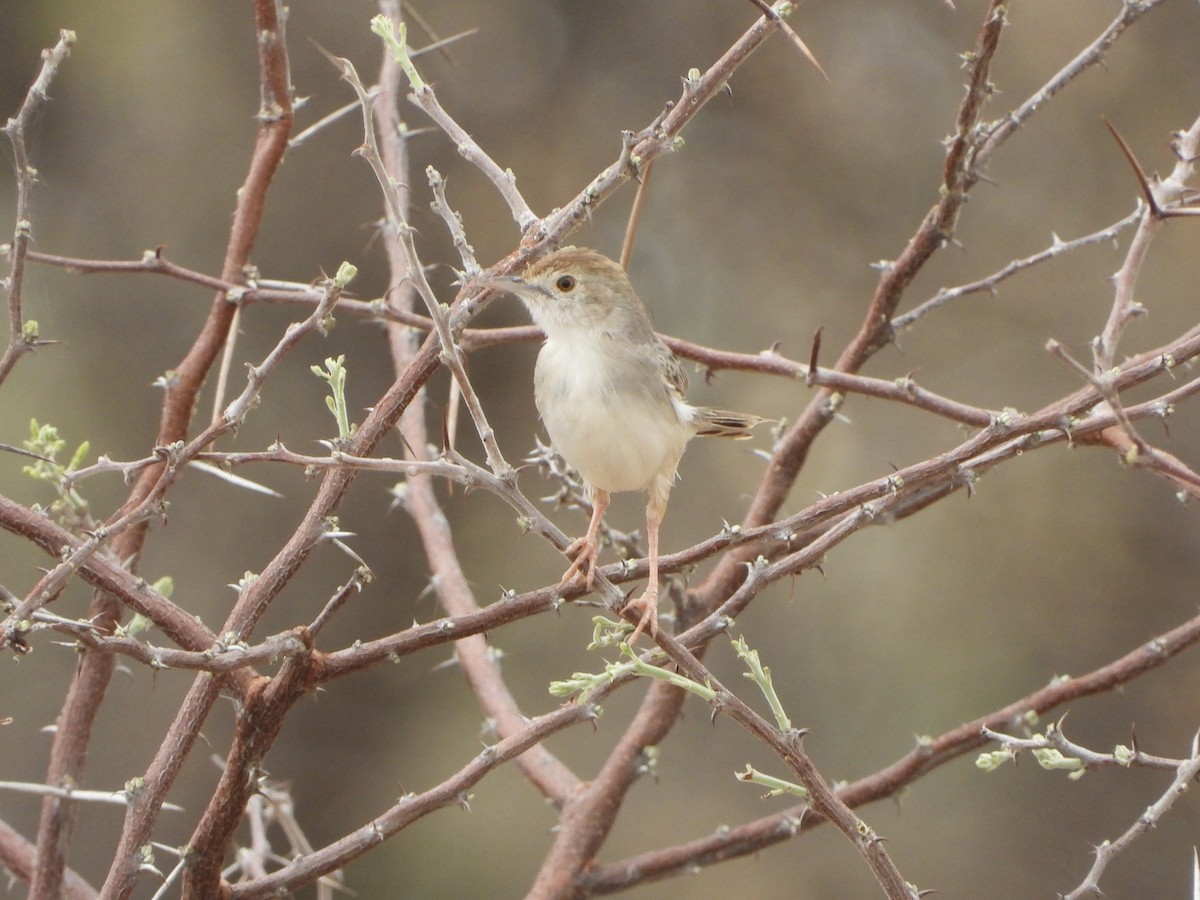 Rotscheitel-Zistensänger - ML646486262