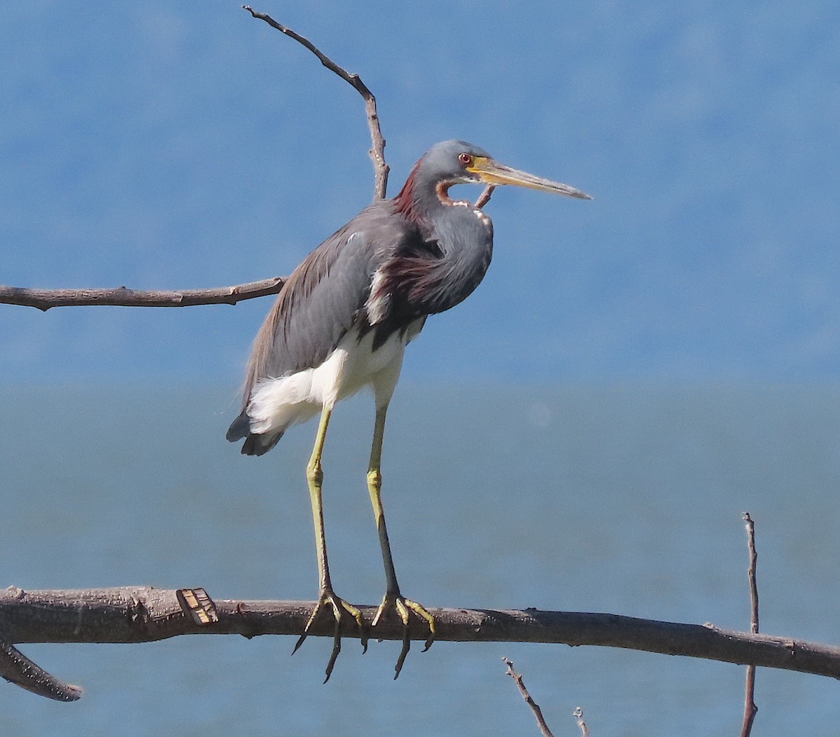 Tricolored Heron - ML646486263