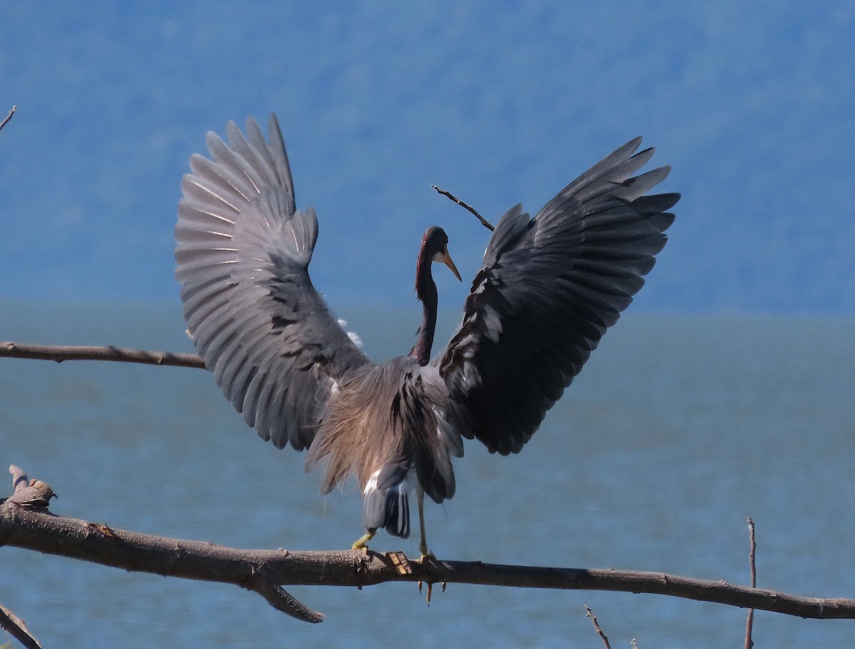 Tricolored Heron - ML646486264