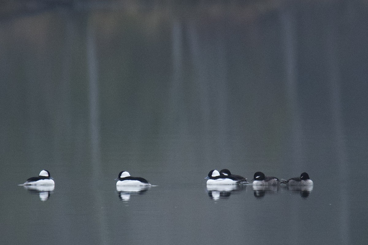 Bufflehead - ML646486279
