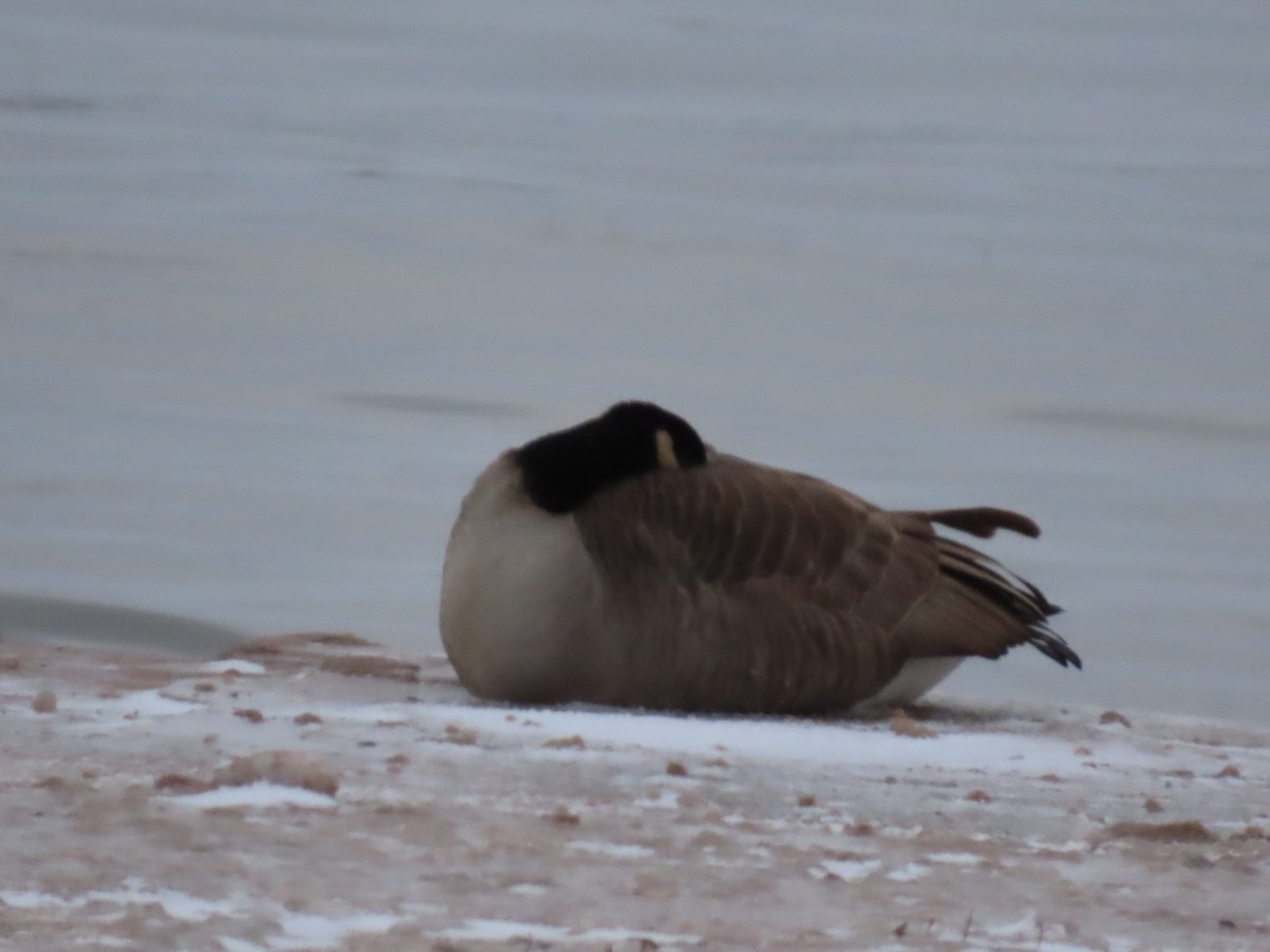 polargås/kanadagås - ML646486281