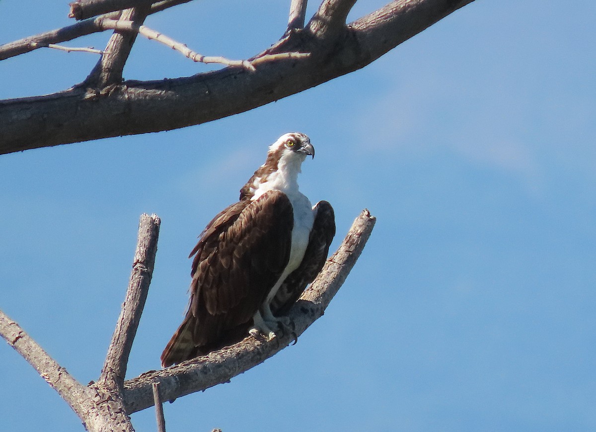 Osprey - ML646486291
