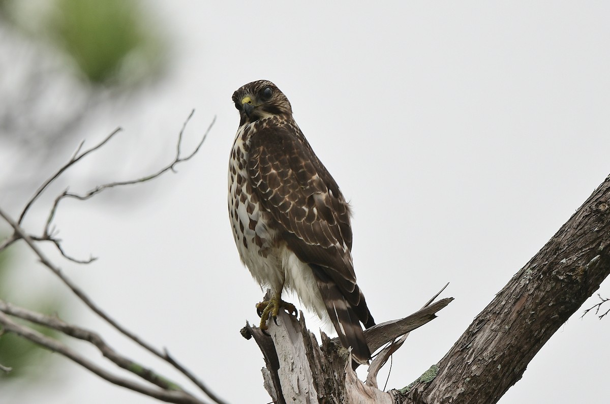 Канюк ширококрилий - ML646486295