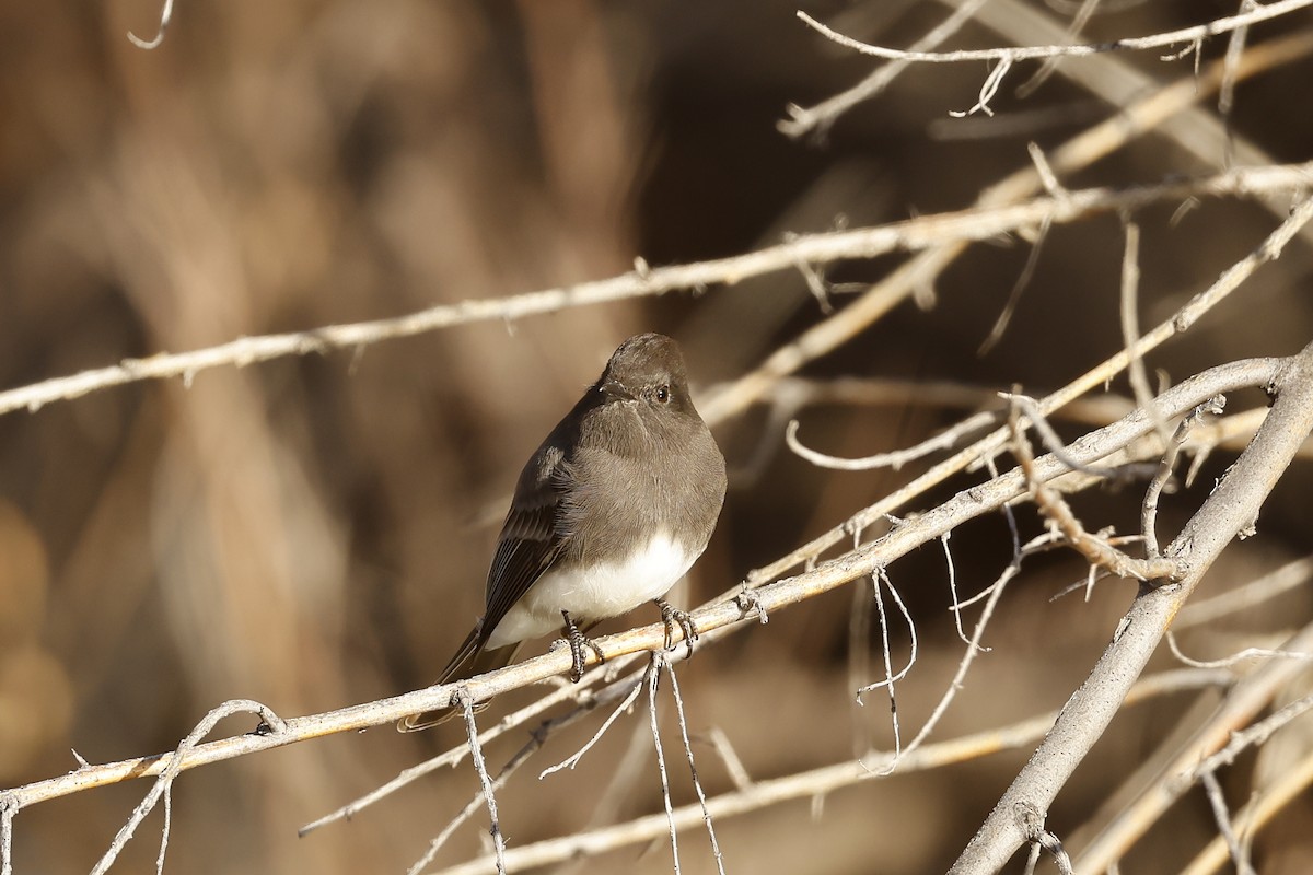 Black Phoebe - ML646486296