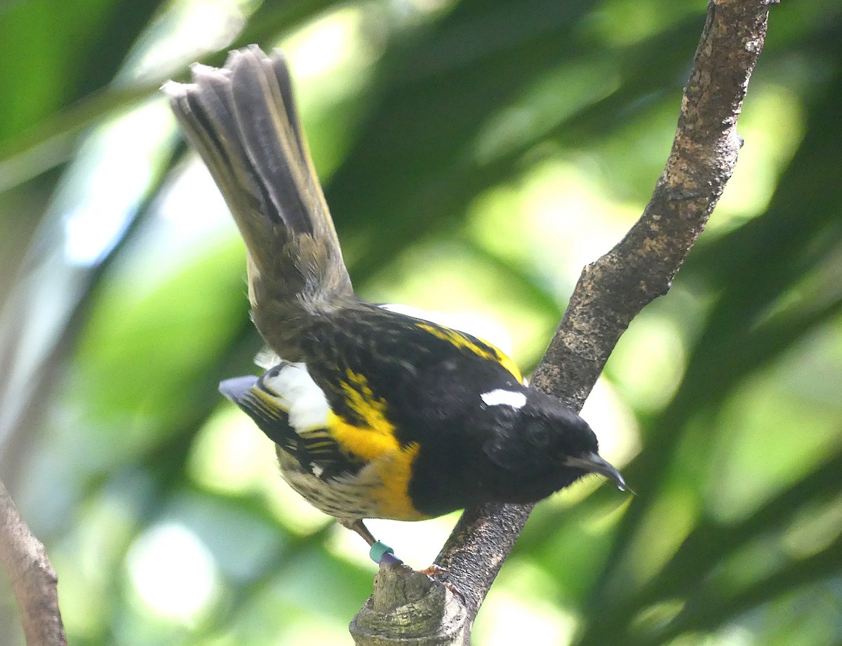 Stitchbird - ML646486297