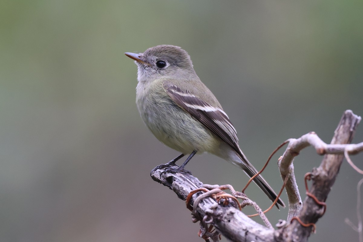 ハモンドメジロハエトリ - ML646486300