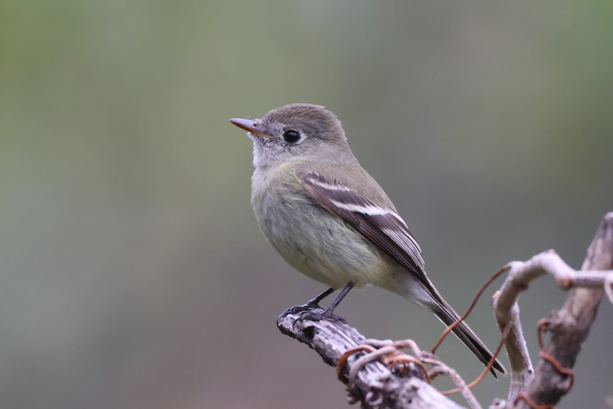 ハモンドメジロハエトリ - ML646486301