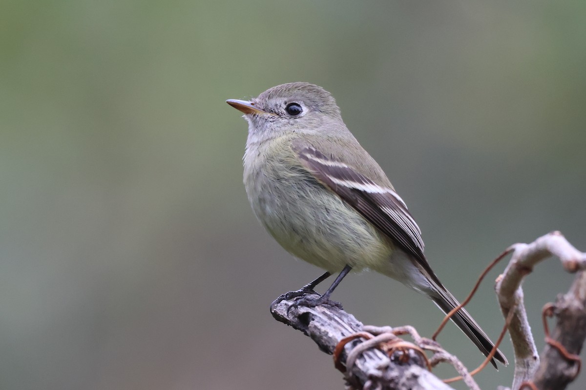 ハモンドメジロハエトリ - ML646486302