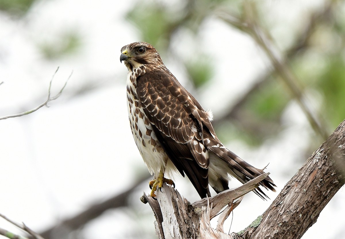 Канюк ширококрилий - ML646486303