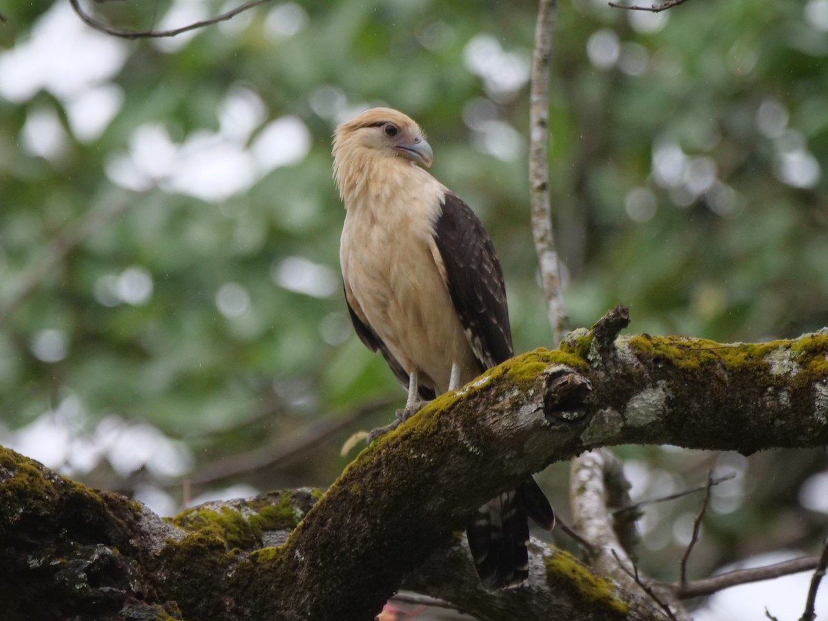 Yellow-headed Caracara - ML646486305