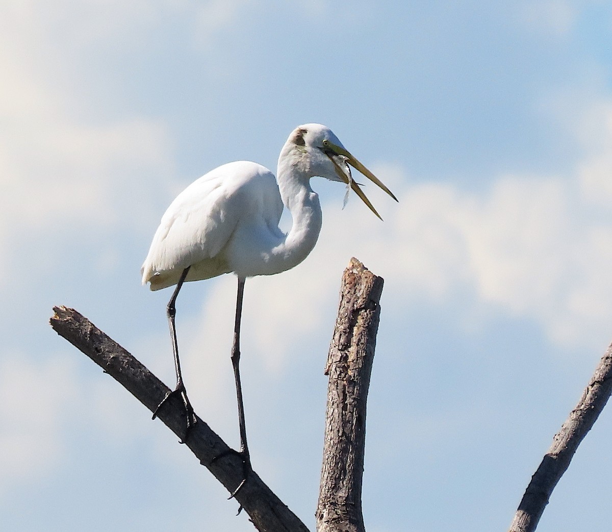 Great Egret - ML646486307