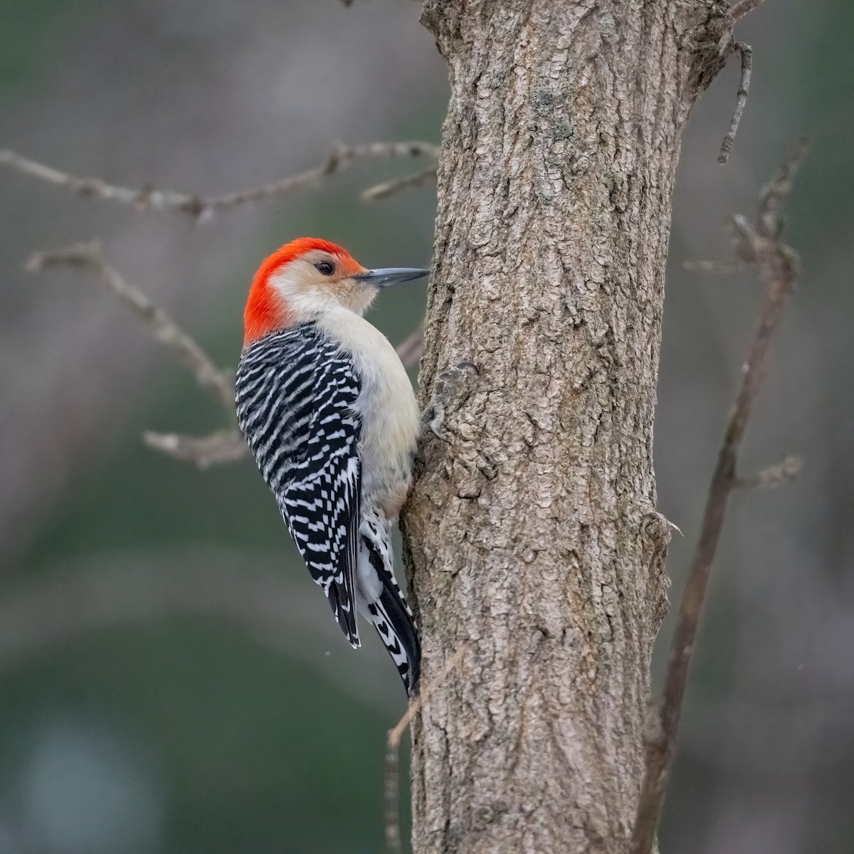 Red-bellied Woodpecker - ML646486309