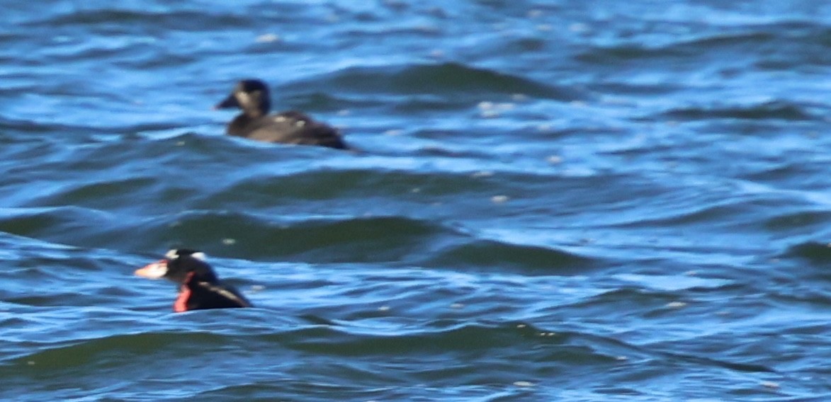 קטיפנית משברים - ML646486310