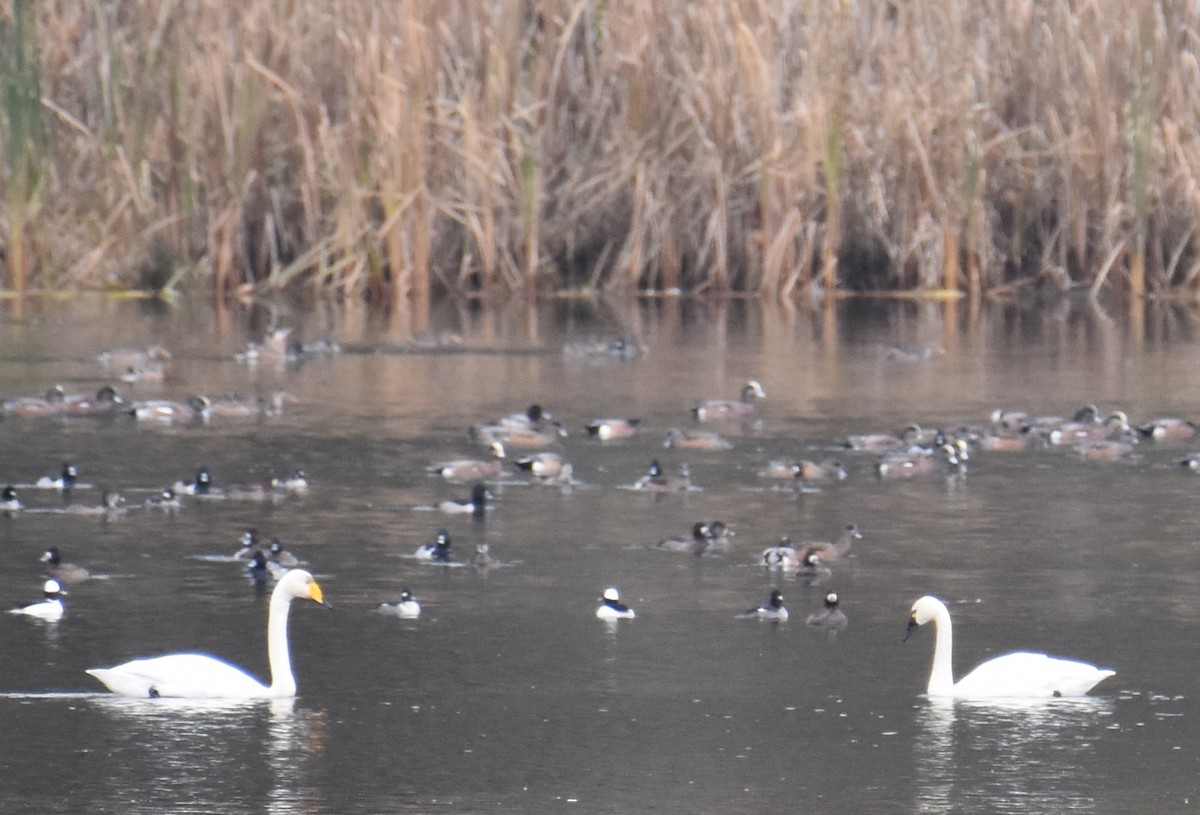 Cigno selvatico - ML646486311