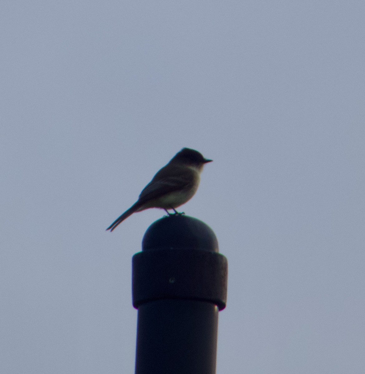 Eastern Phoebe - ML646486317