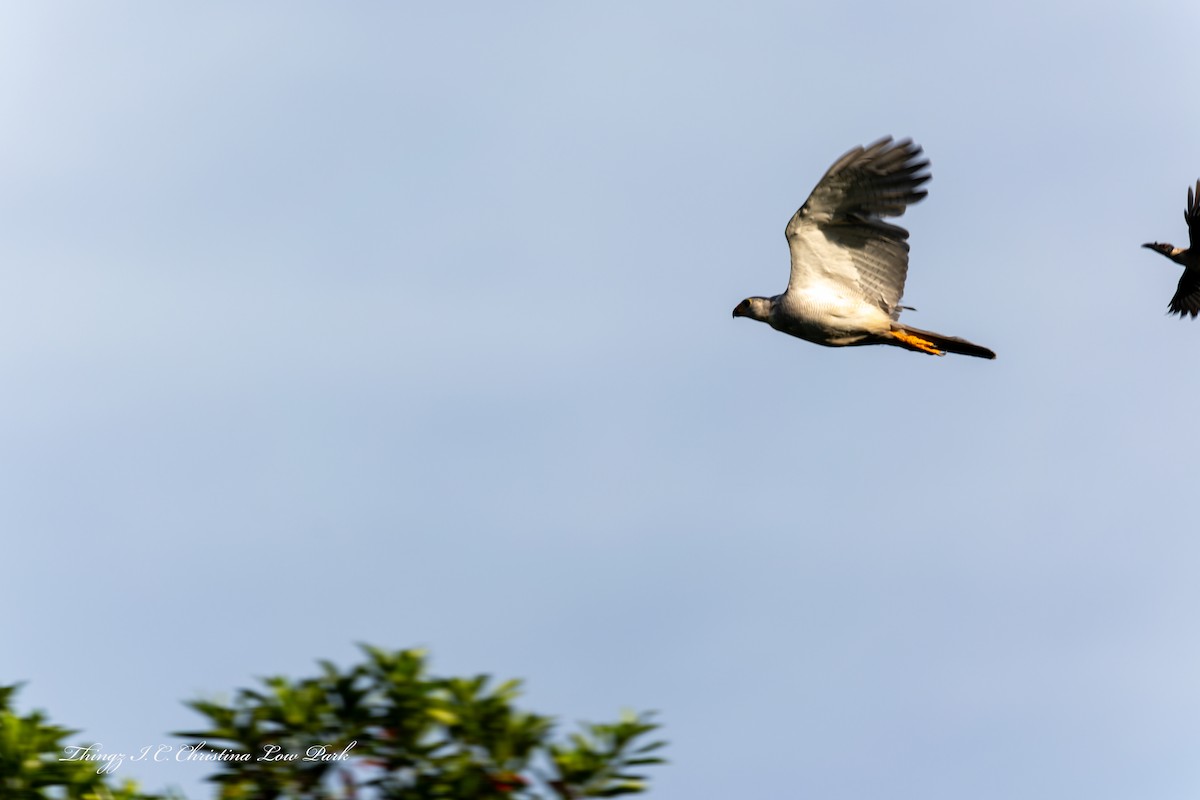 Gray Goshawk - ML646486318
