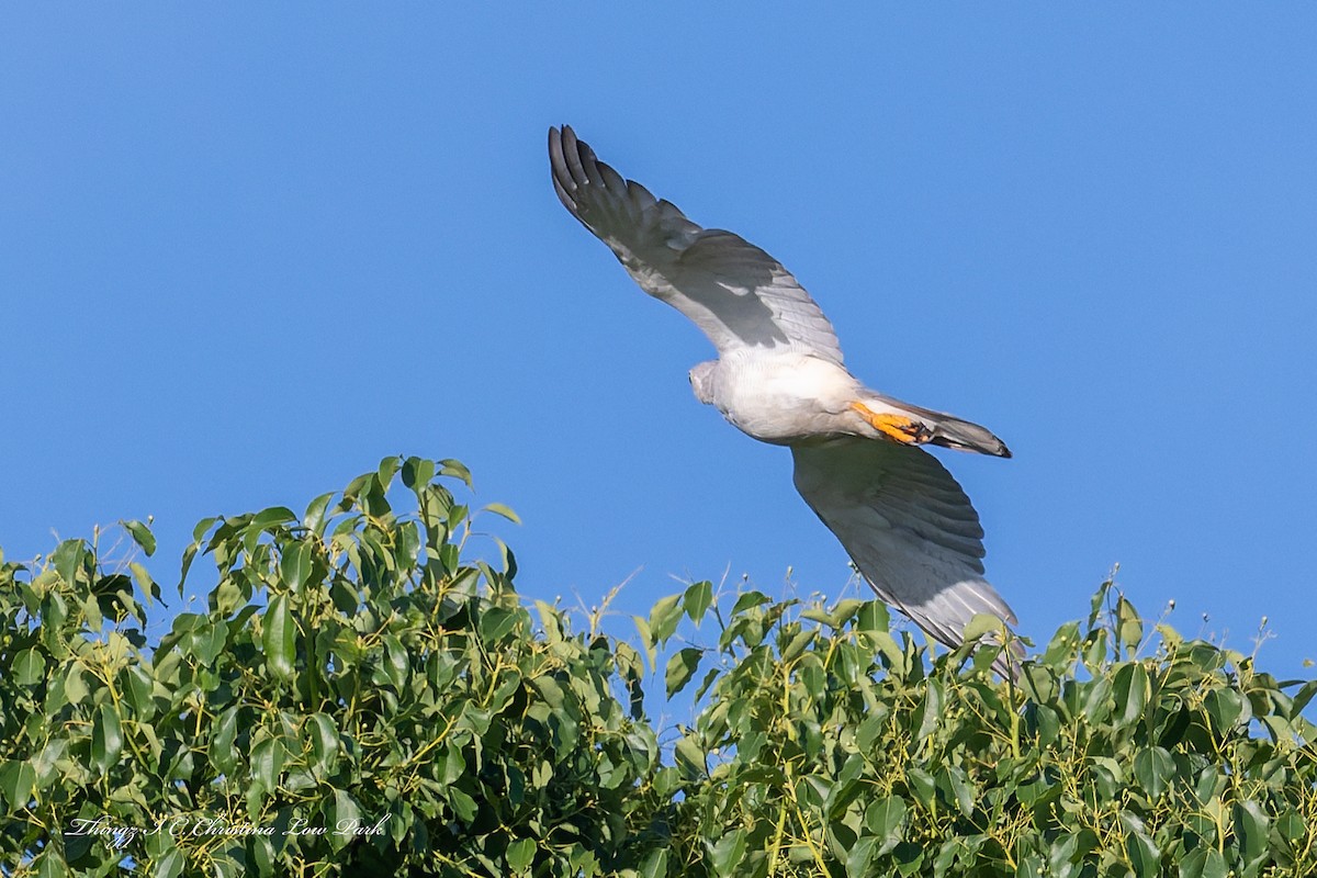 Gray Goshawk - ML646486319