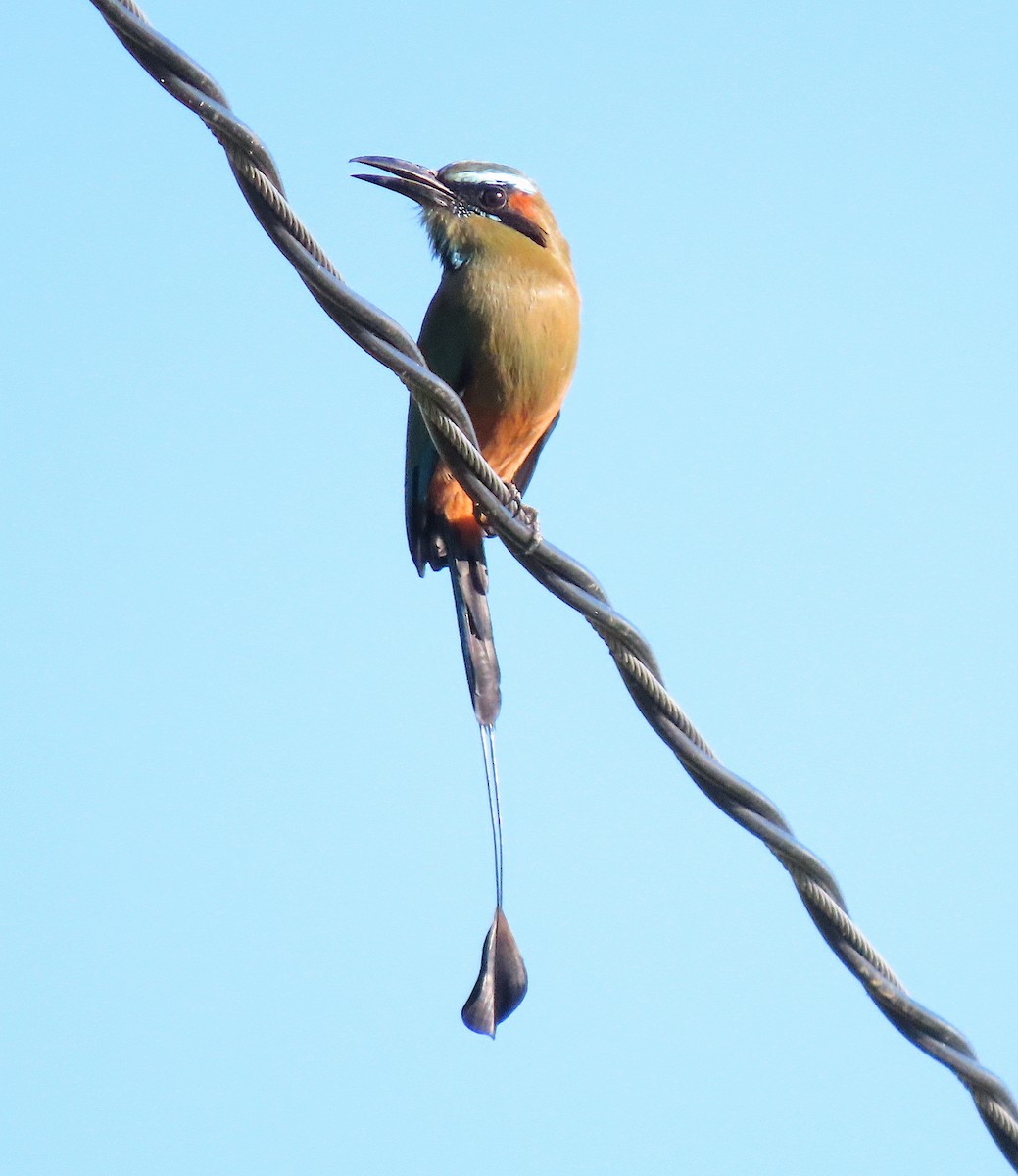 Turquoise-browed Motmot - ML646486323