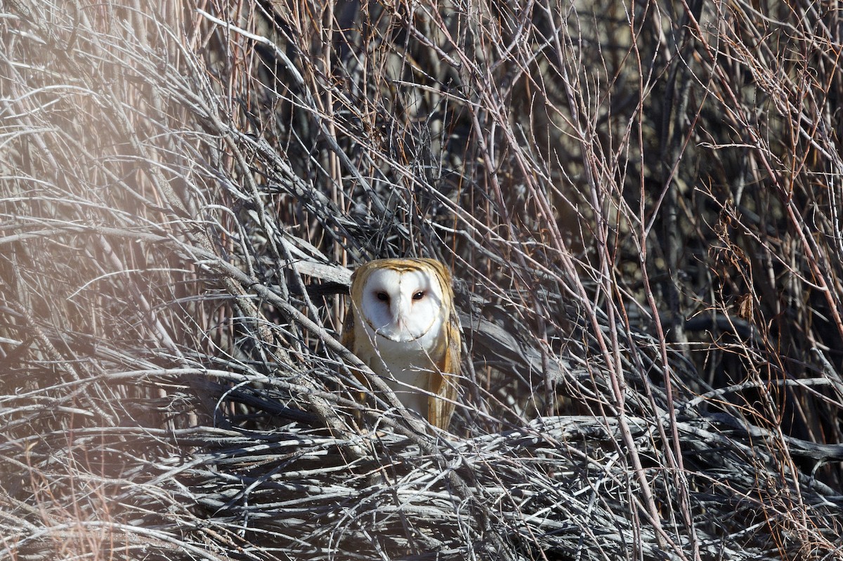 American Barn Owl - ML646486326