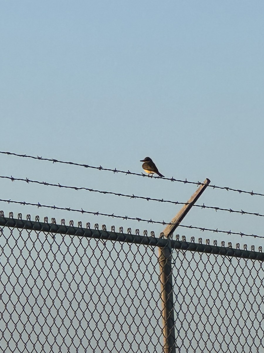 Tropical Kingbird - ML646486327