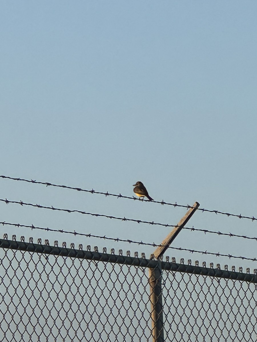 Tropical Kingbird - ML646486328