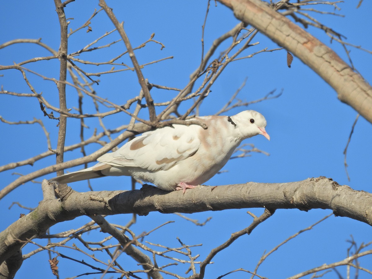 Eurasian Collared-Dove - ML646486330