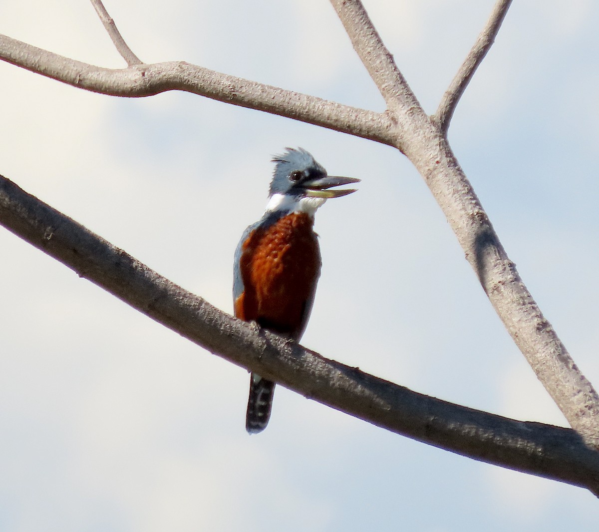 Ringed Kingfisher - ML646486332