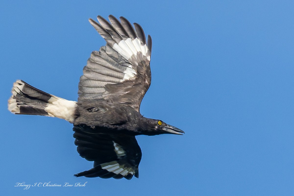 Pied Currawong - ML646486333