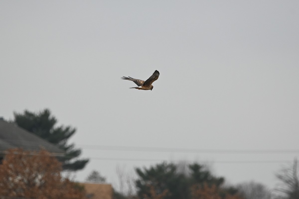 Hudsonweihe - ML646486335