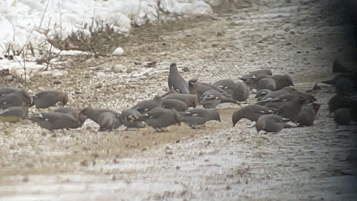 sidensvans - ML646486336