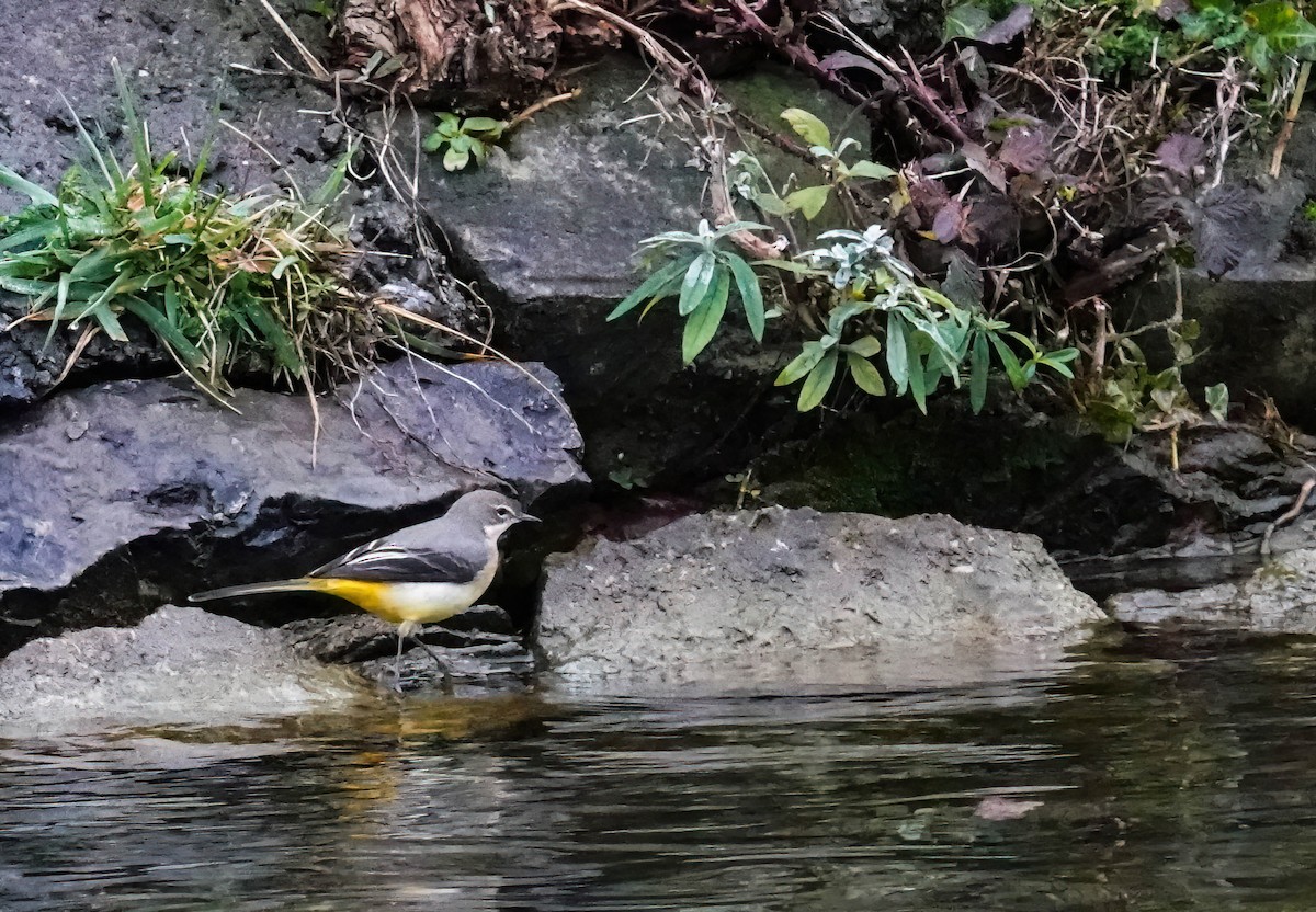 Ballerina gialla - ML646486343