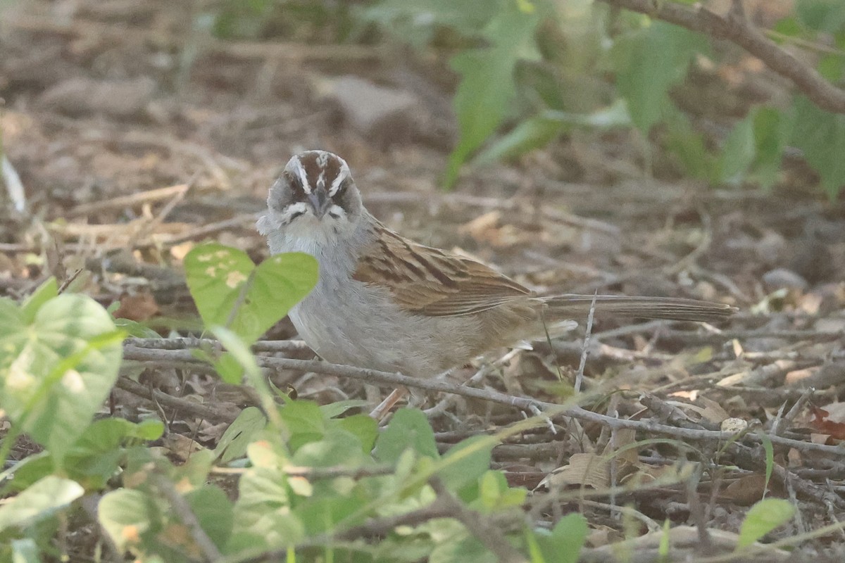 Yungas Sparrow - ML646486346