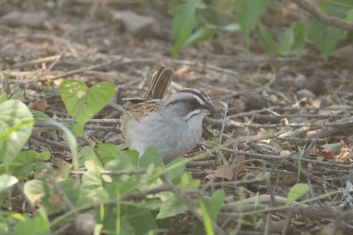 Yungas Sparrow - ML646486347