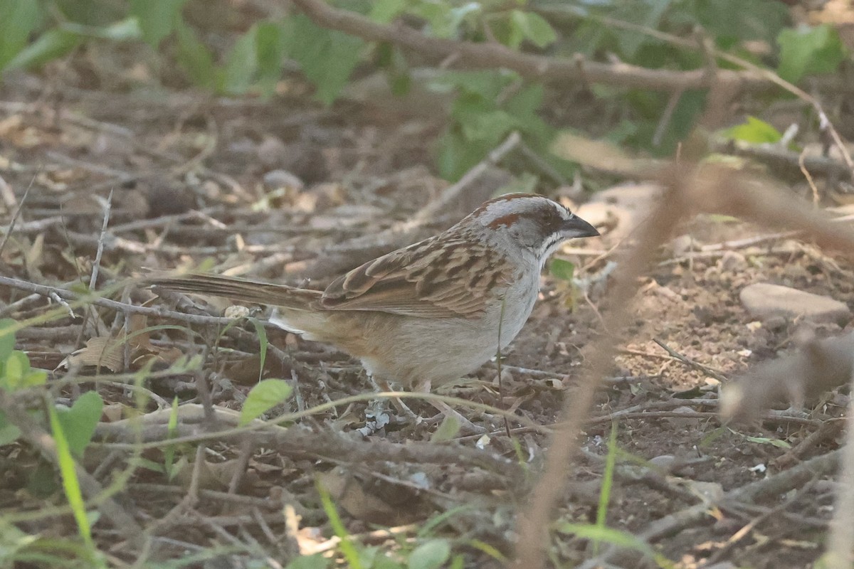 Yungas Sparrow - ML646486348