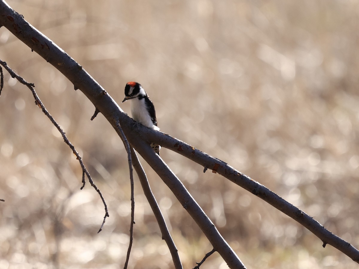 Downy Woodpecker - ML646486349